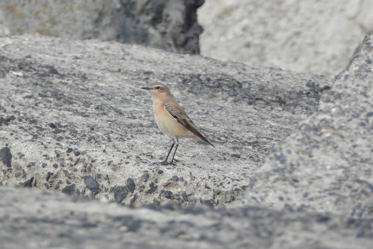Northern Wheatear (Eurasian) - ML642814962