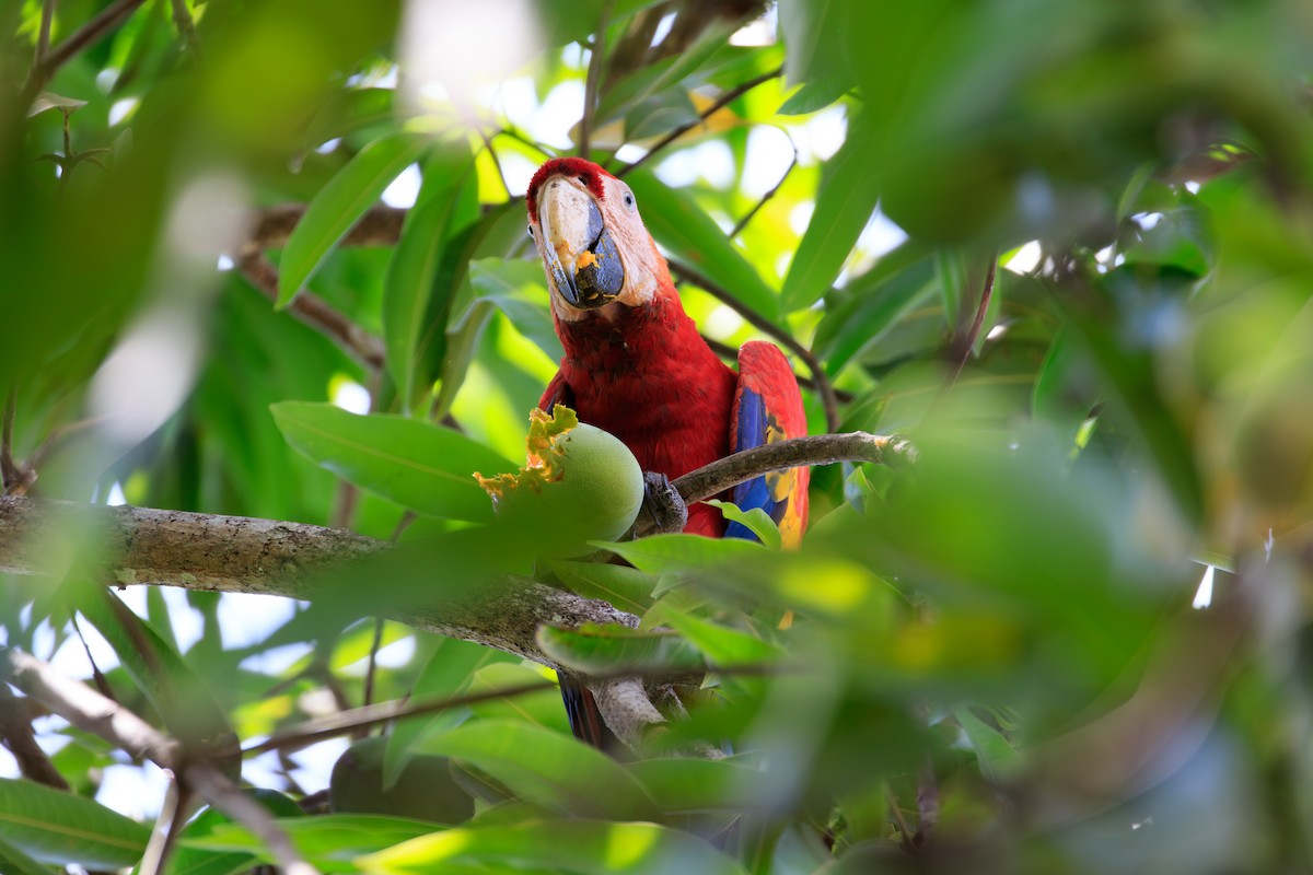 Scarlet Macaw - ML642814968