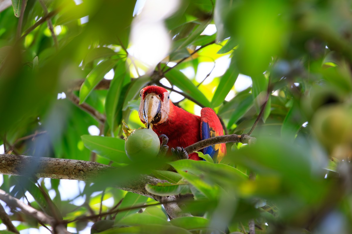 Scarlet Macaw - ML642814969