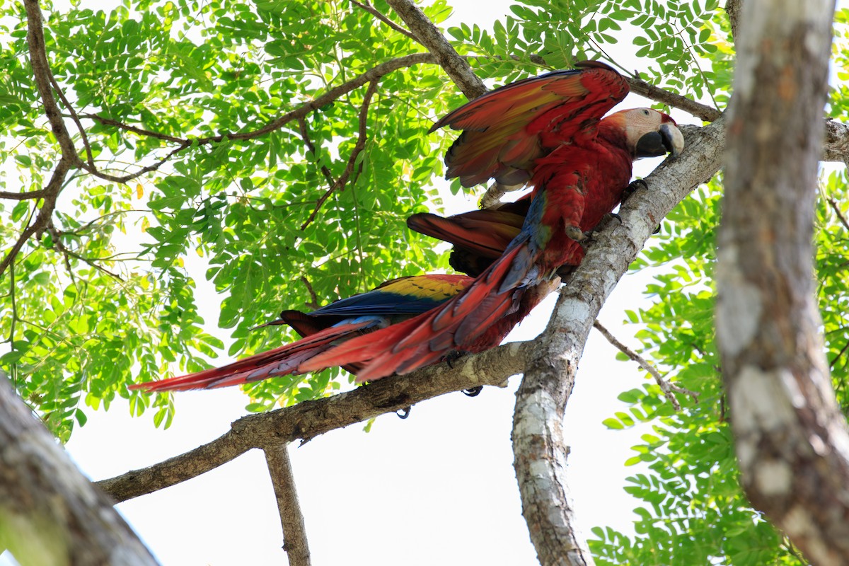 Scarlet Macaw - ML642814970