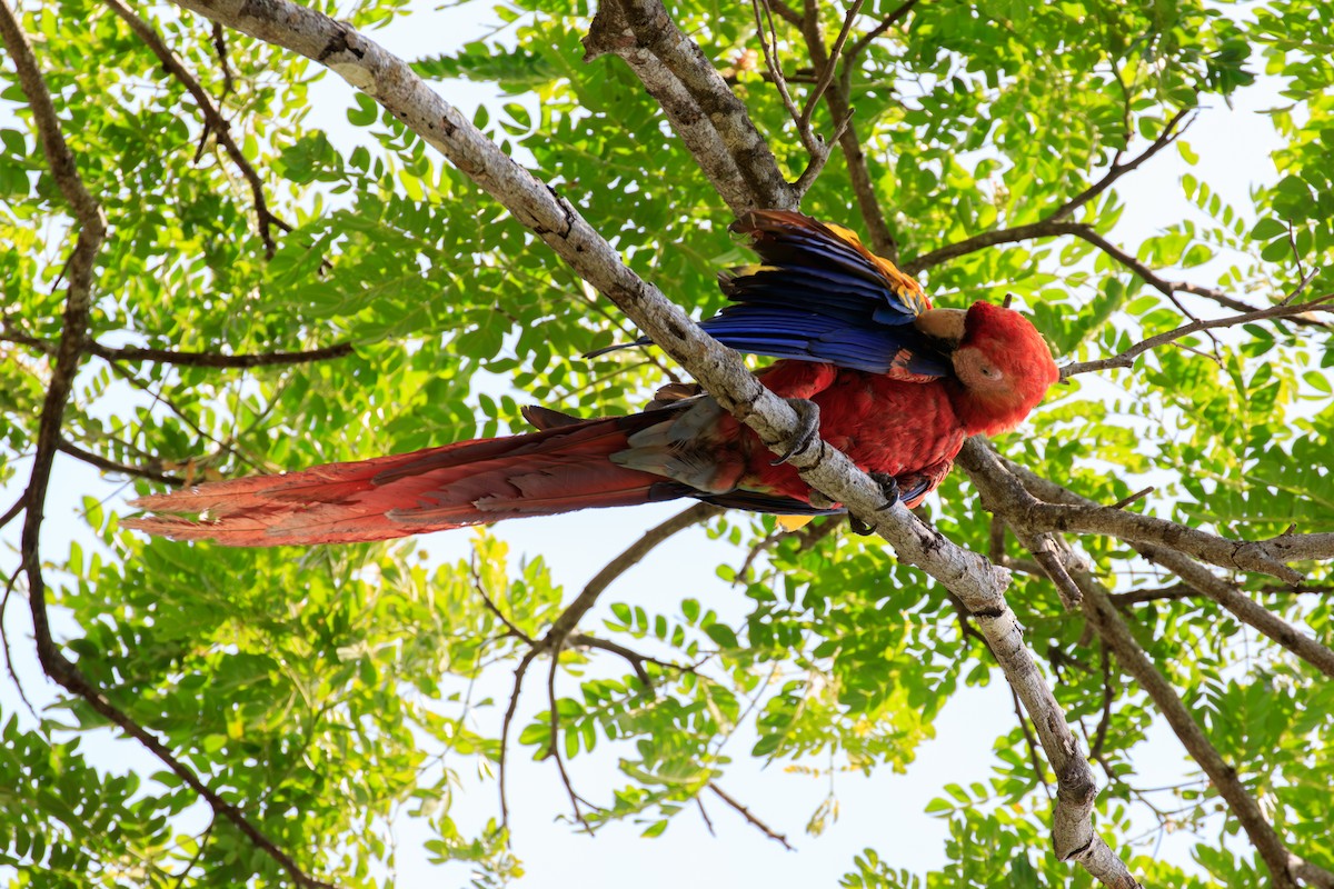 Scarlet Macaw - ML642814972