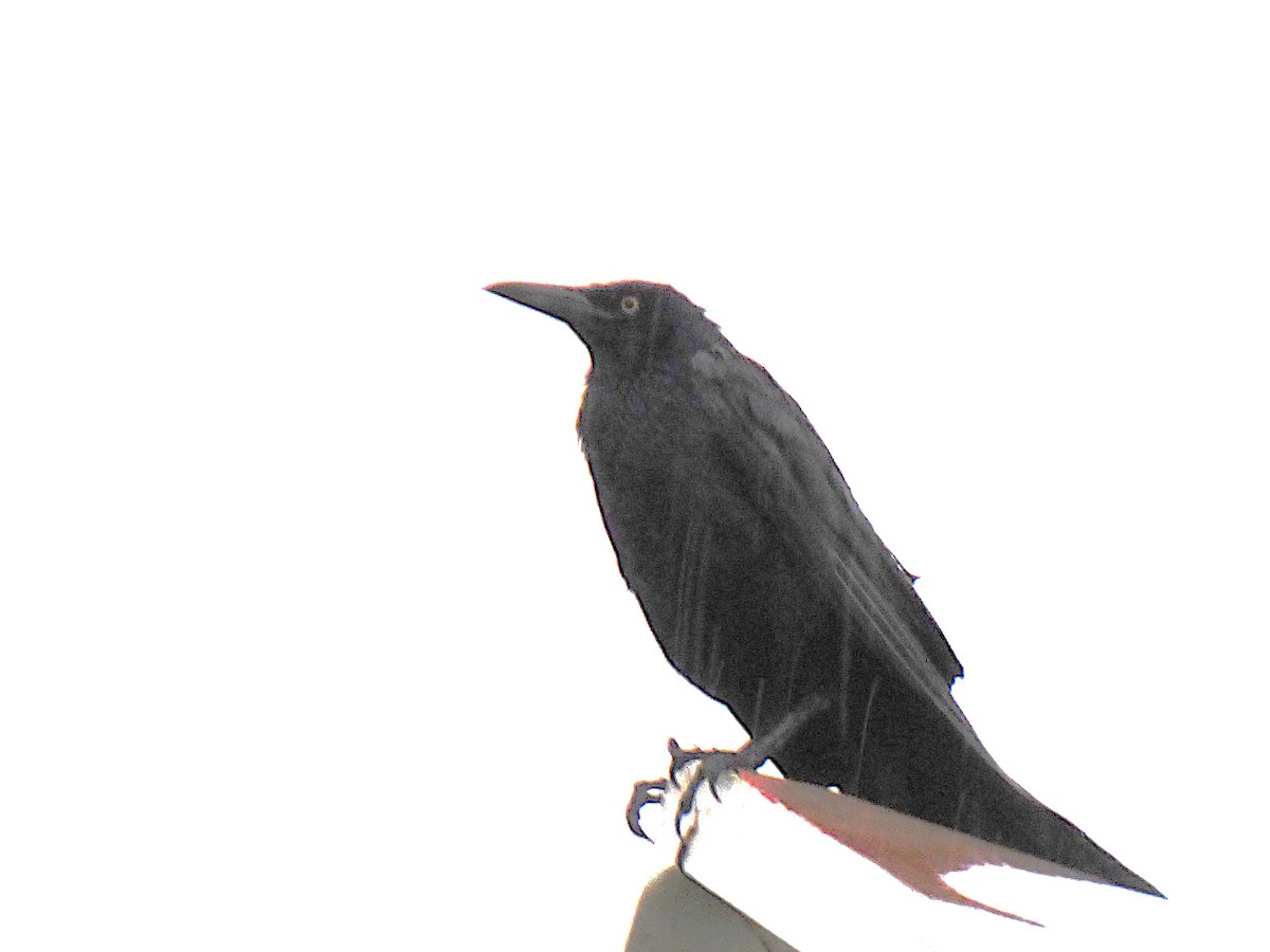 Great-tailed Grackle - ML642814973