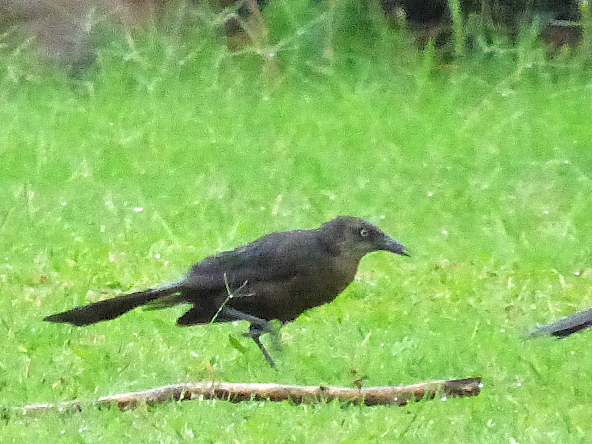 Great-tailed Grackle - ML642814974