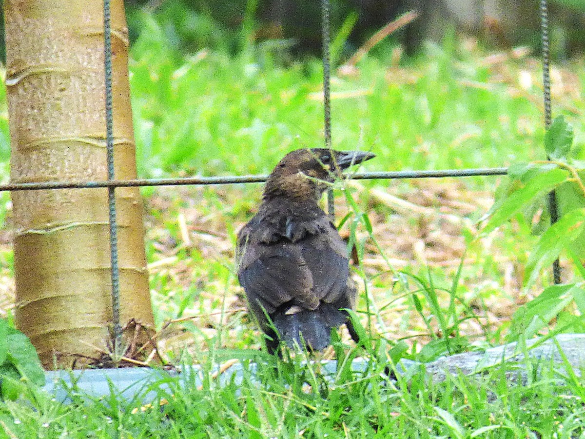 Great-tailed Grackle - ML642814975