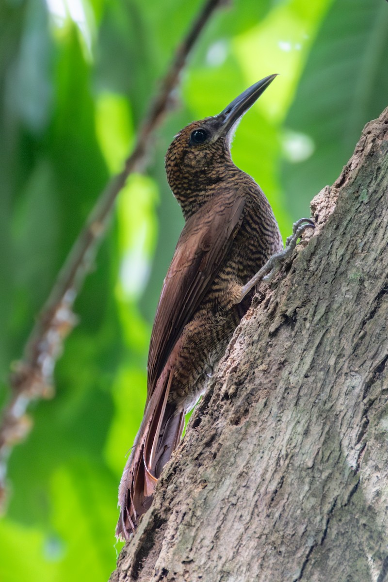Northern Barred-Woodcreeper - ML642814983
