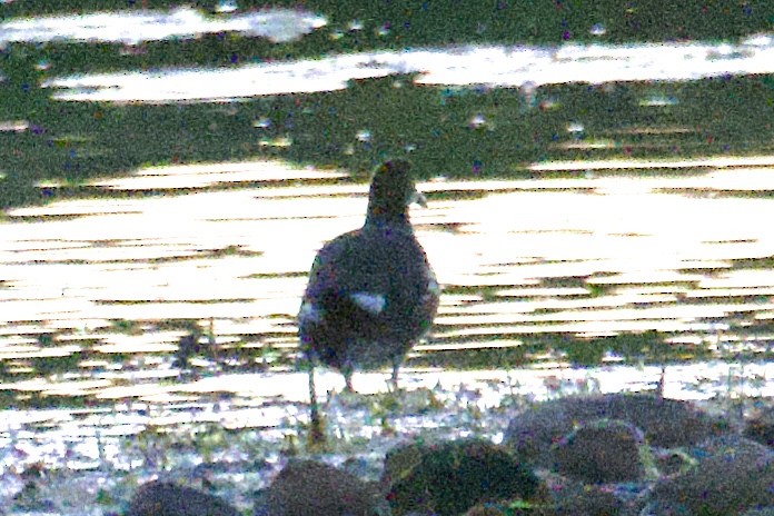 Common Gallinule - ML642814993