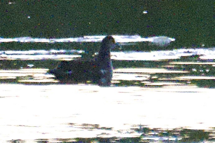 Common Gallinule - ML642814994