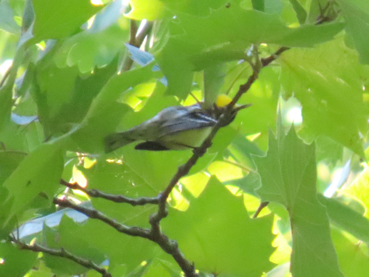 Yellow-throated Warbler - ML642815003