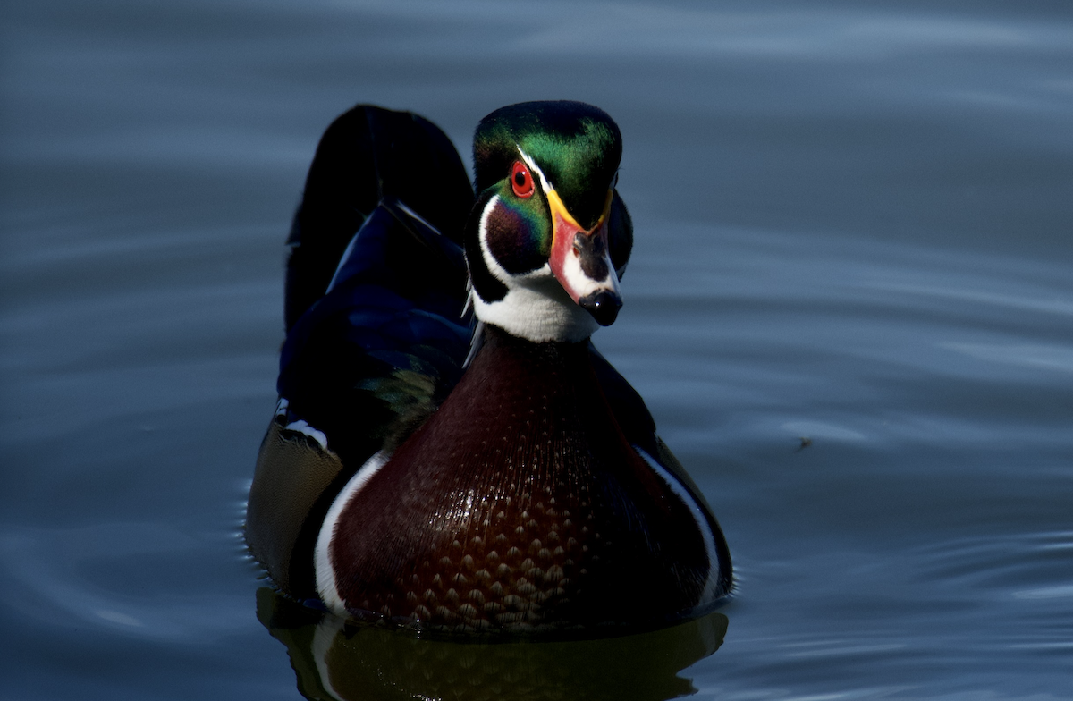 Wood Duck - ML642815005