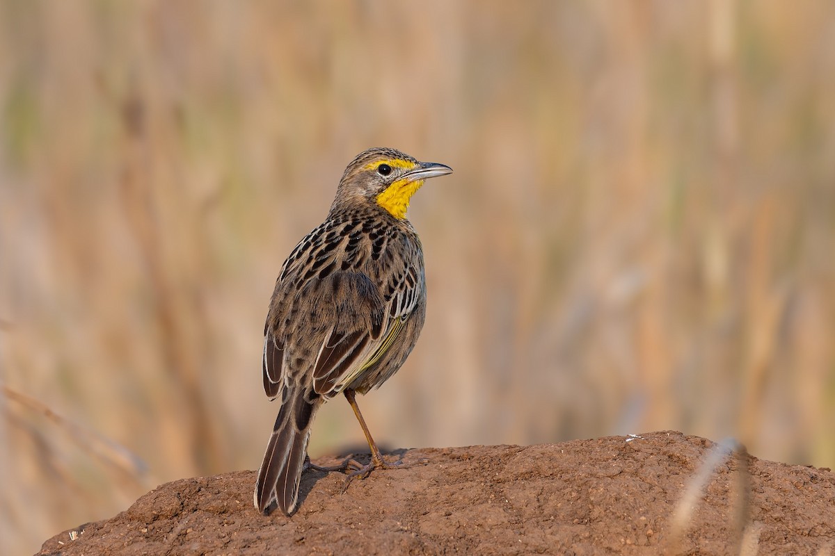 Yellow-throated Longclaw - ML642815006