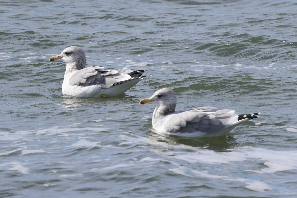 California Gull - ML642815022