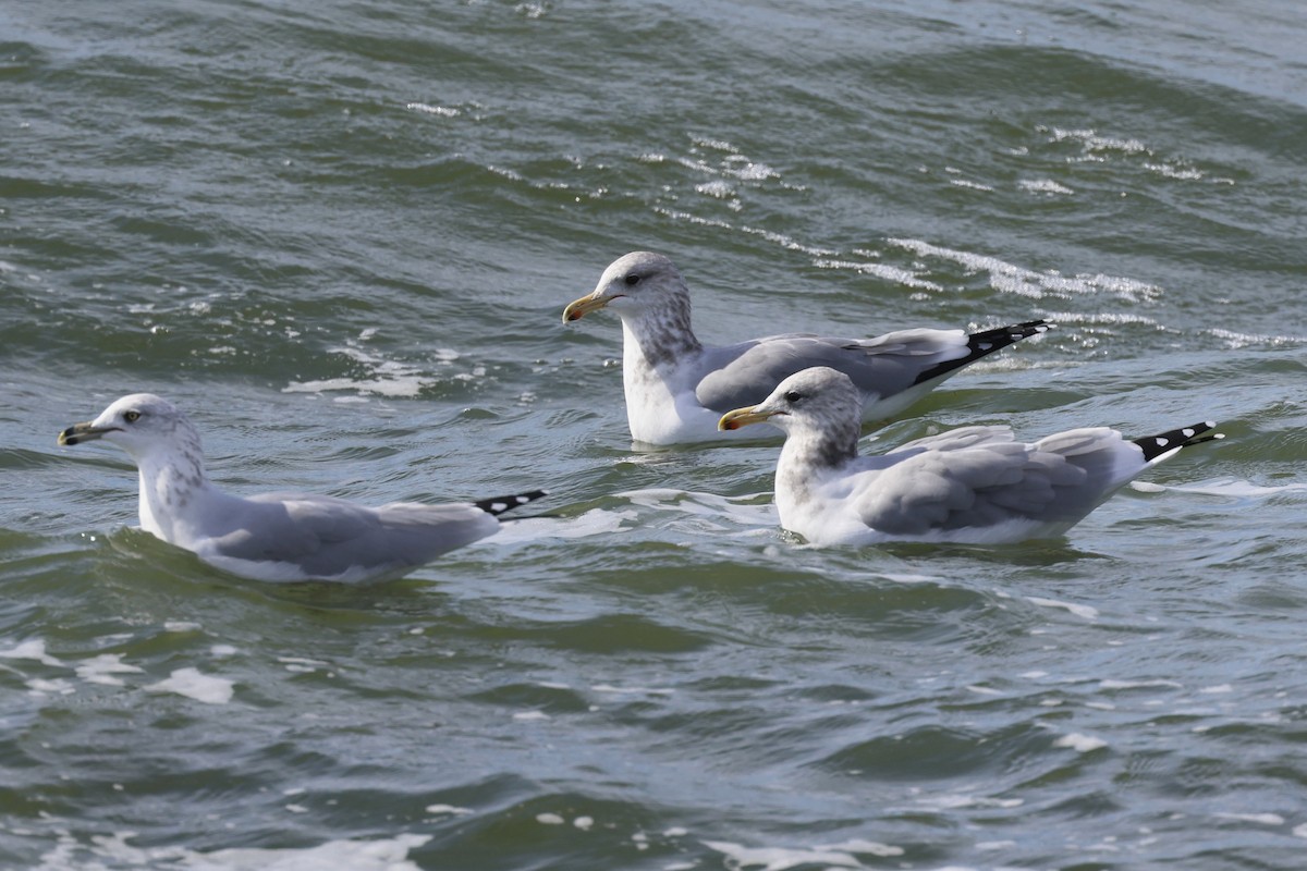 California Gull - ML642815023