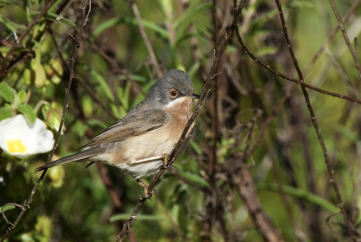 Western Subalpine Warbler - ML642815024