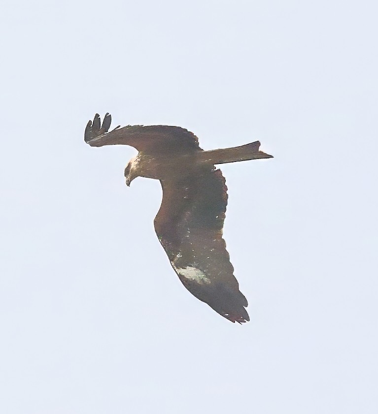 Black Kite - ML642815030