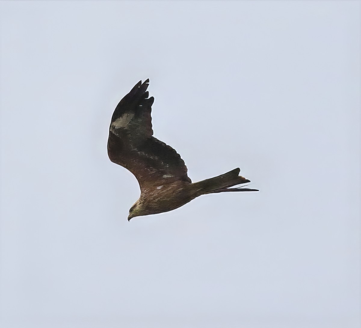 Black Kite - ML642815031