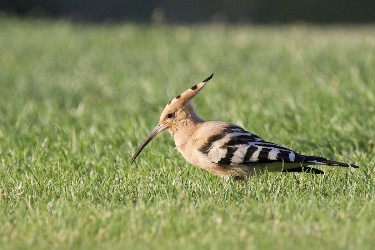 Eurasian Hoopoe - ML642815032