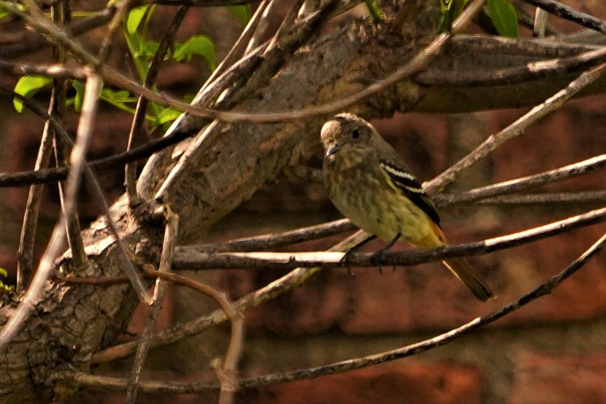 Hudson's Black-Tyrant - ML642815035