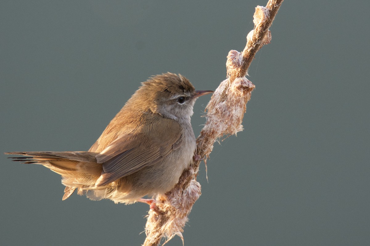 Cetti's Warbler - ML642815036