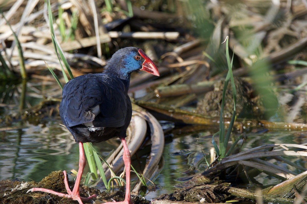 Western Swamphen - ML642815038