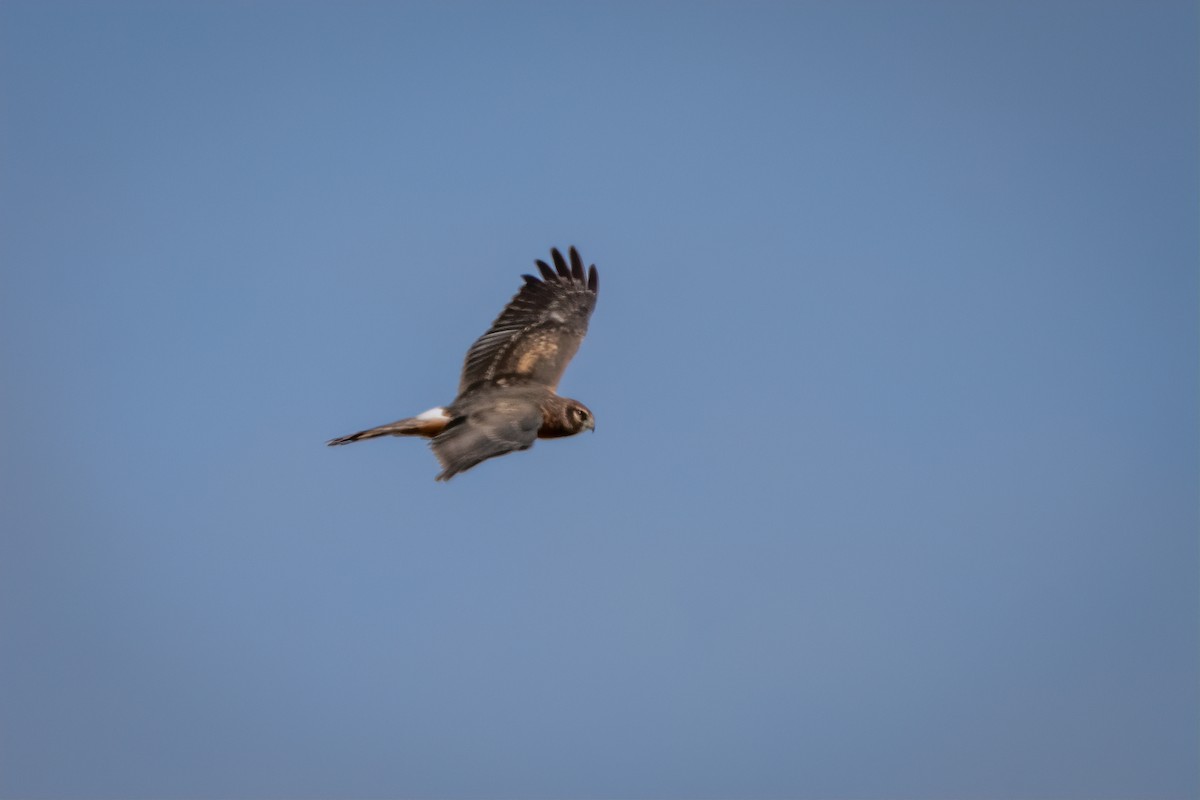 Northern Harrier - ML642815043