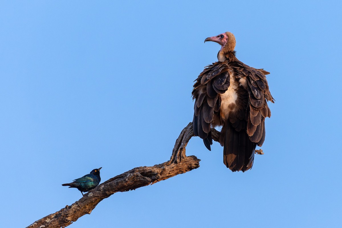 Hooded Vulture - ML642815045
