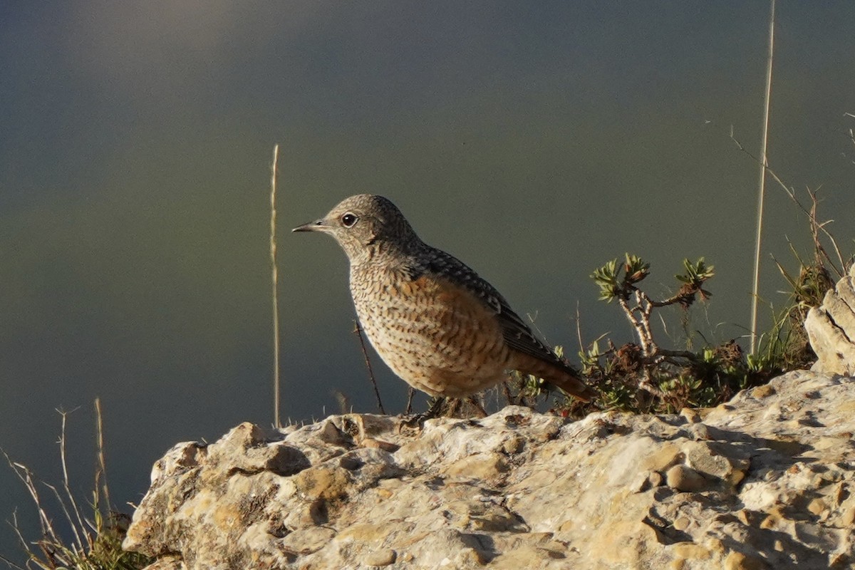 Rufous-tailed Rock-Thrush - ML642815047