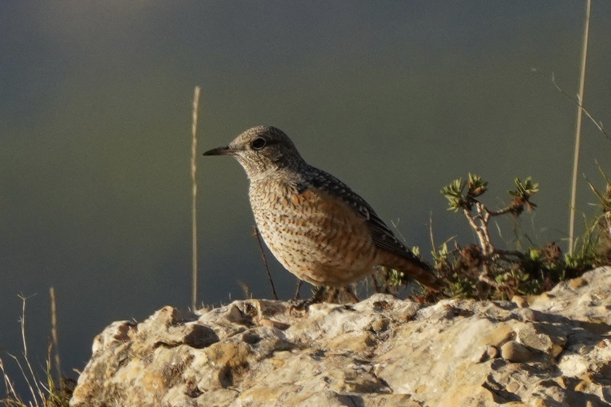 Rufous-tailed Rock-Thrush - ML642815048
