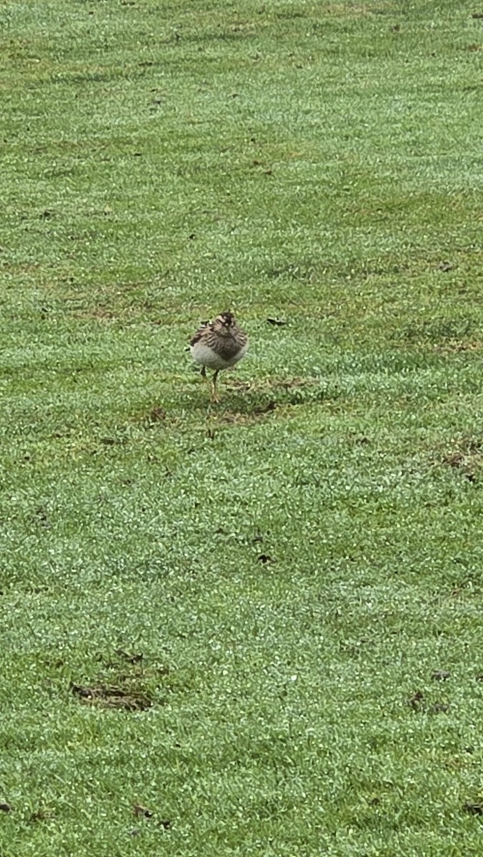 Pectoral Sandpiper - ML642815057