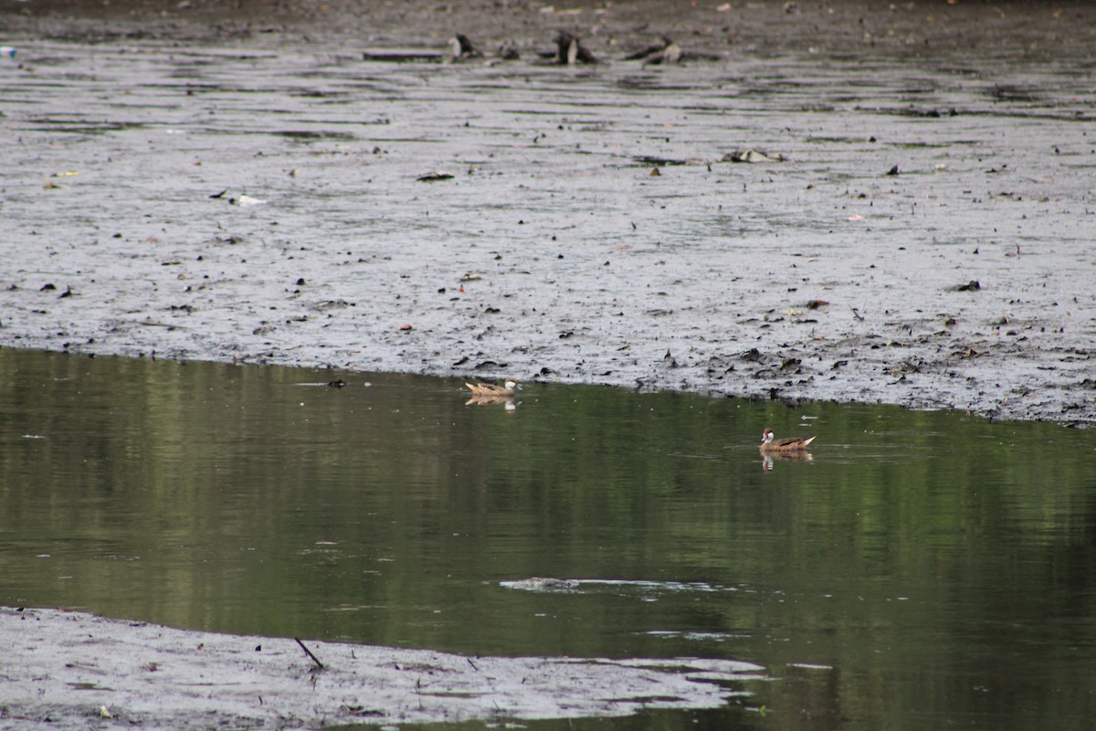 White-cheeked Pintail - ML642815063