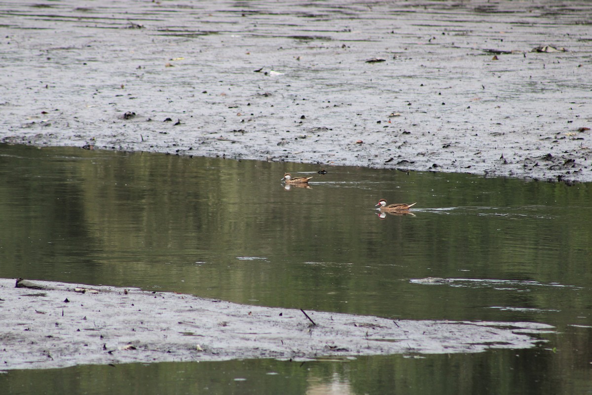 White-cheeked Pintail - ML642815064
