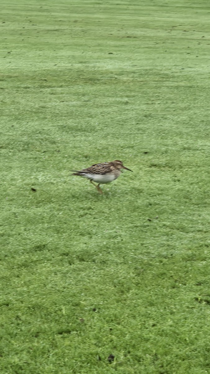 Pectoral Sandpiper - ML642815073