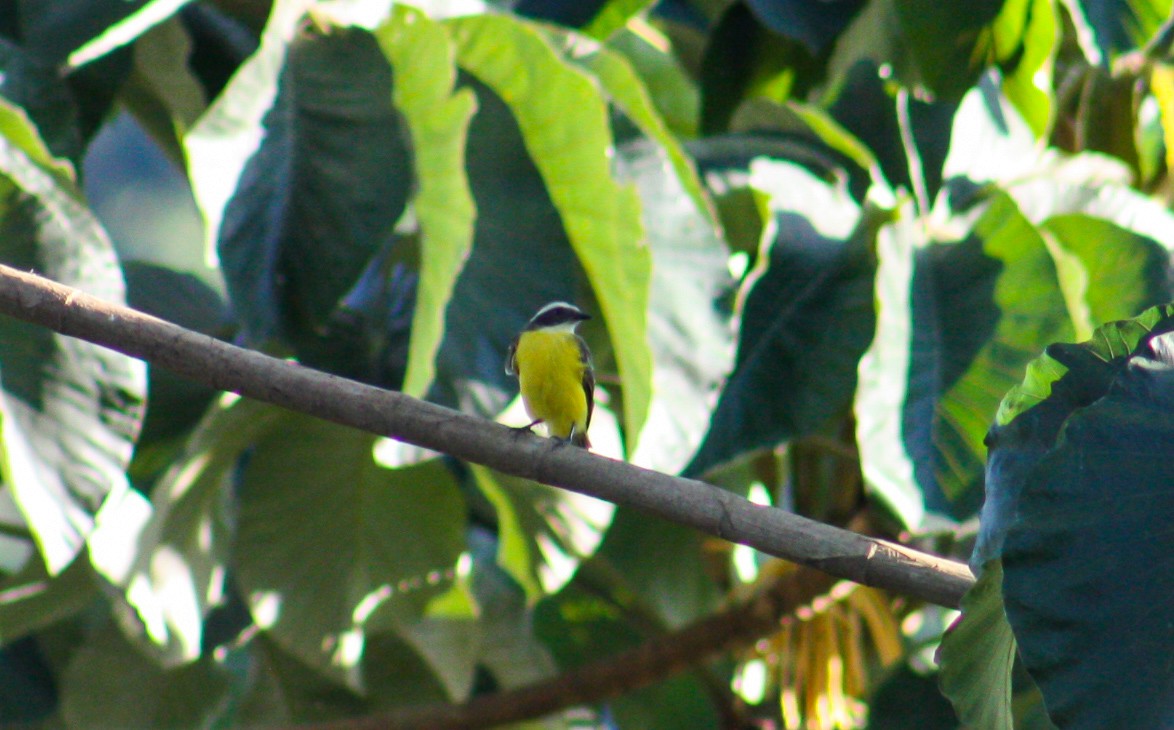 Social Flycatcher - ML642815079