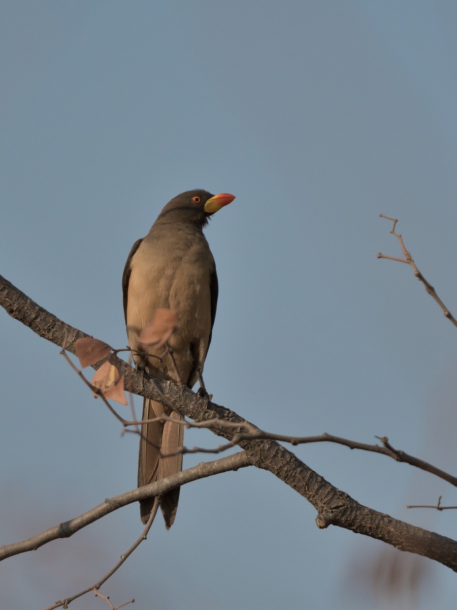 Yellow-billed Oxpecker - ML642815083