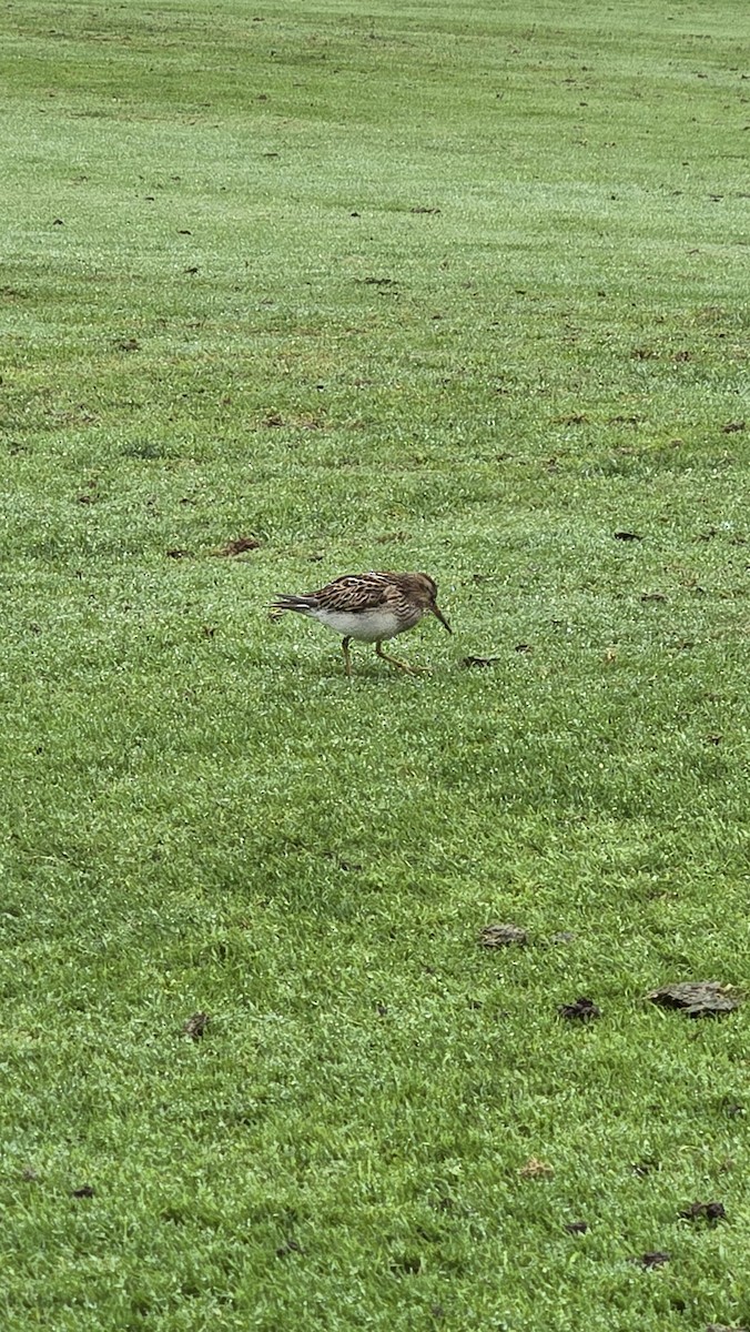 Pectoral Sandpiper - ML642815084