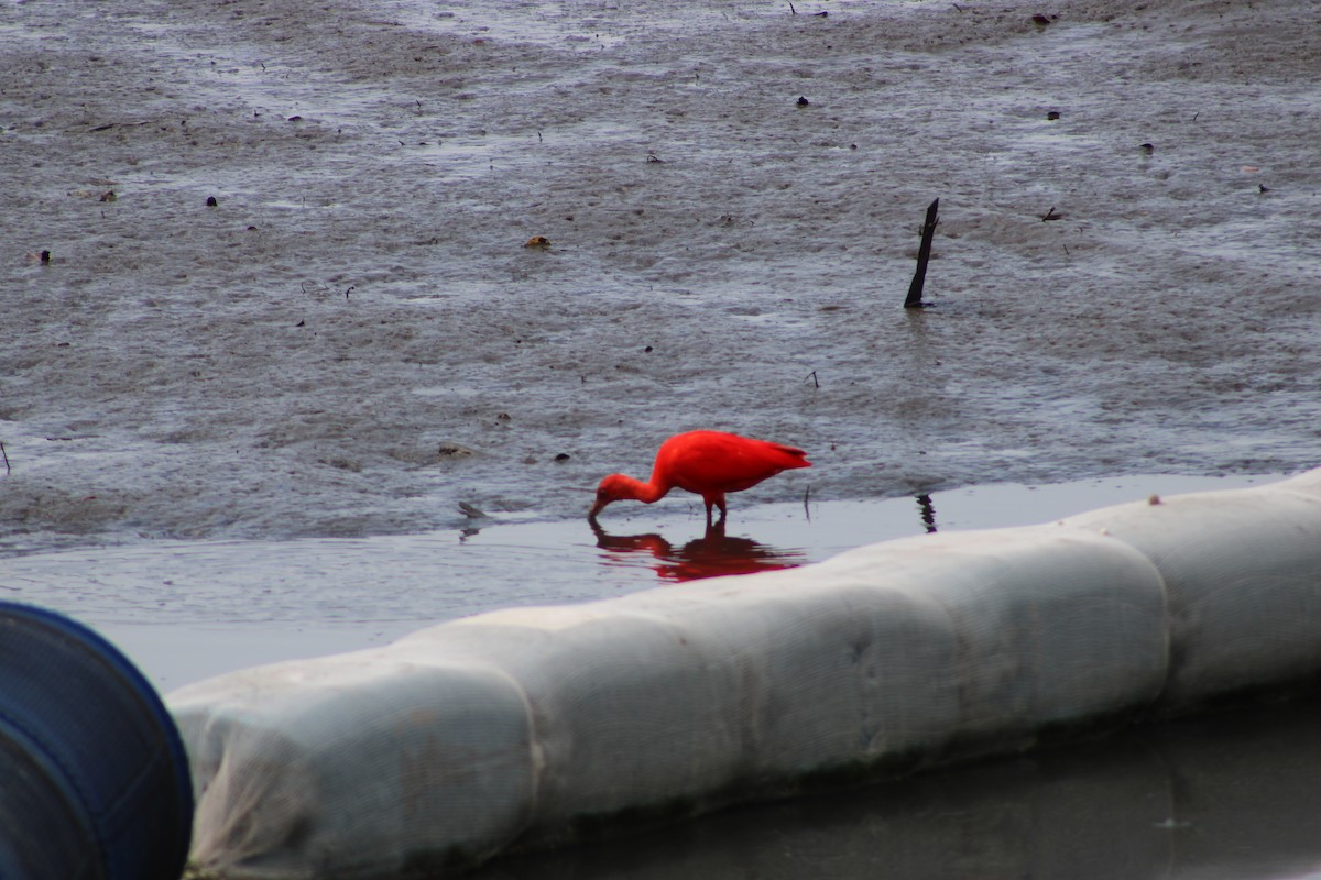 Scarlet Ibis - ML642815088