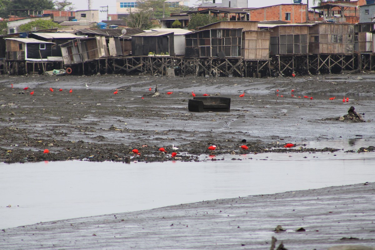 Scarlet Ibis - ML642815089