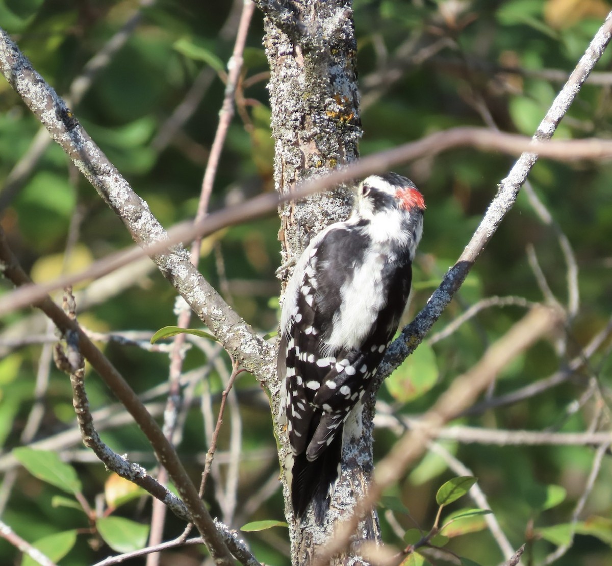 Downy Woodpecker - ML642815105