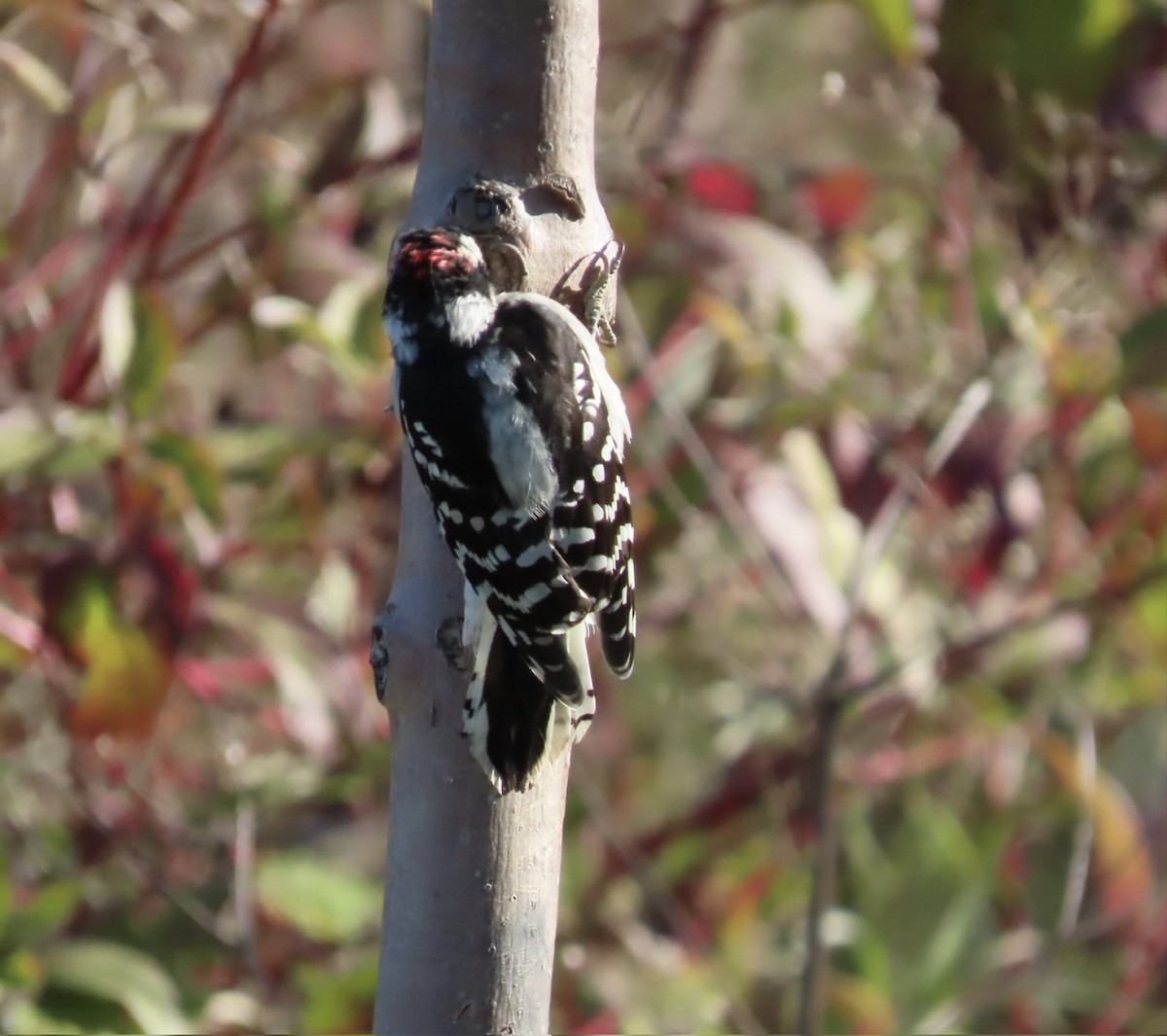 Downy Woodpecker - ML642815106