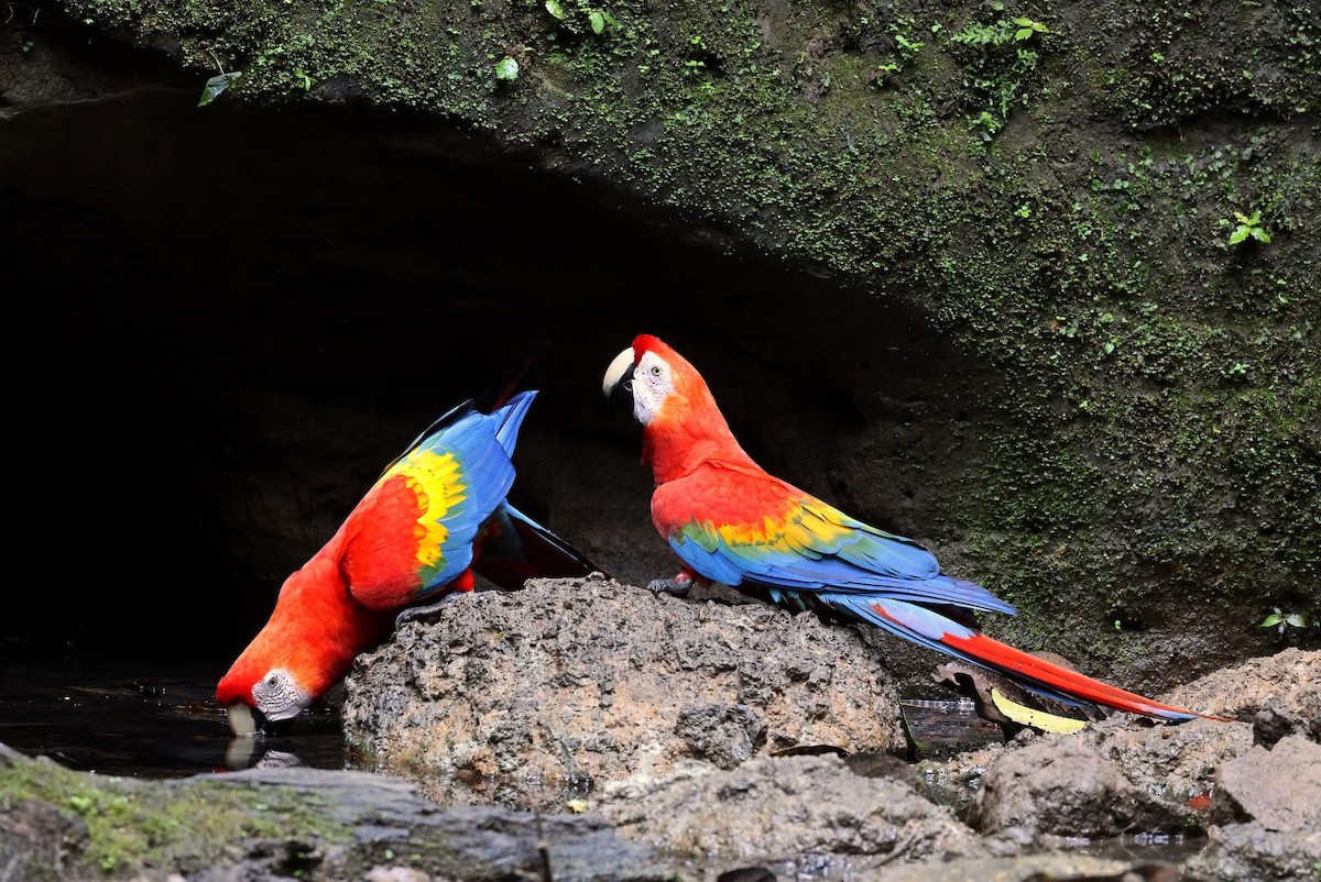 Scarlet Macaw - ML642815115