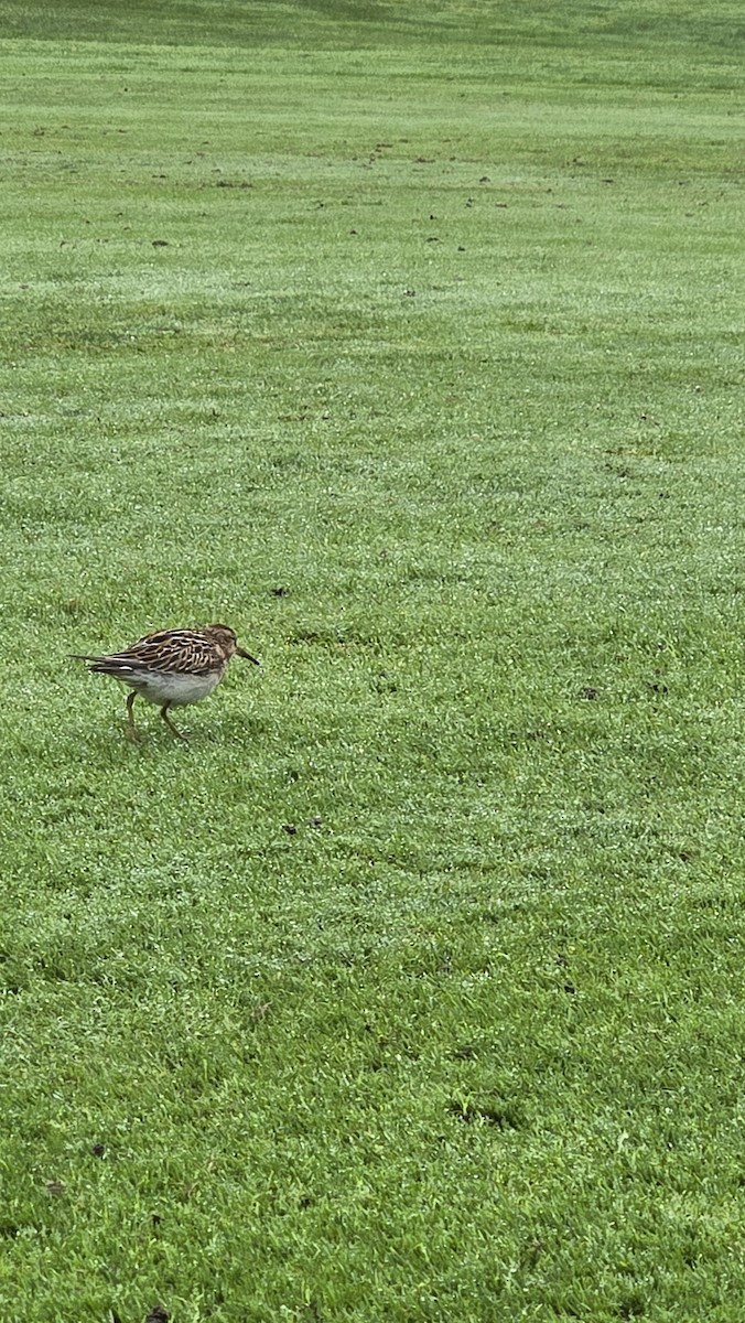 Pectoral Sandpiper - ML642815119