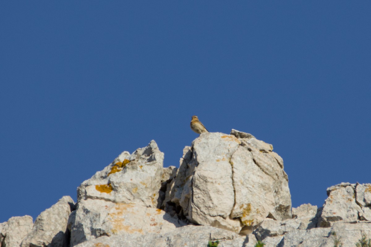 Northern Wheatear - ML642815125
