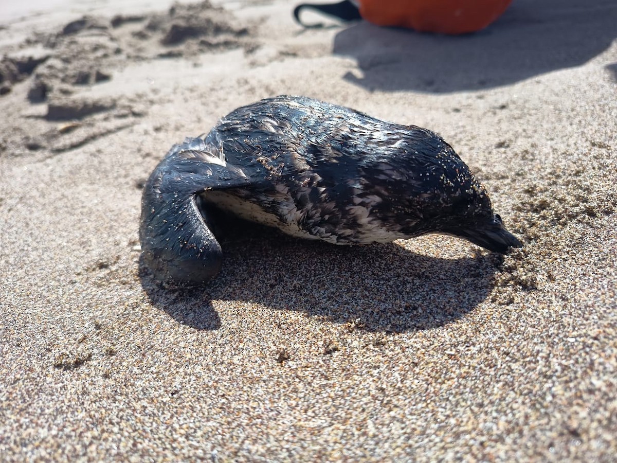 buřník peruánský - ML642815132