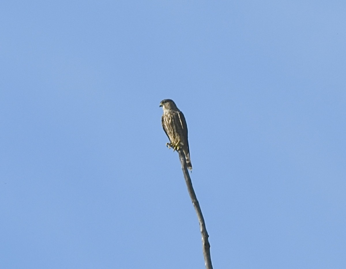 Faucon émerillon - ML642815137