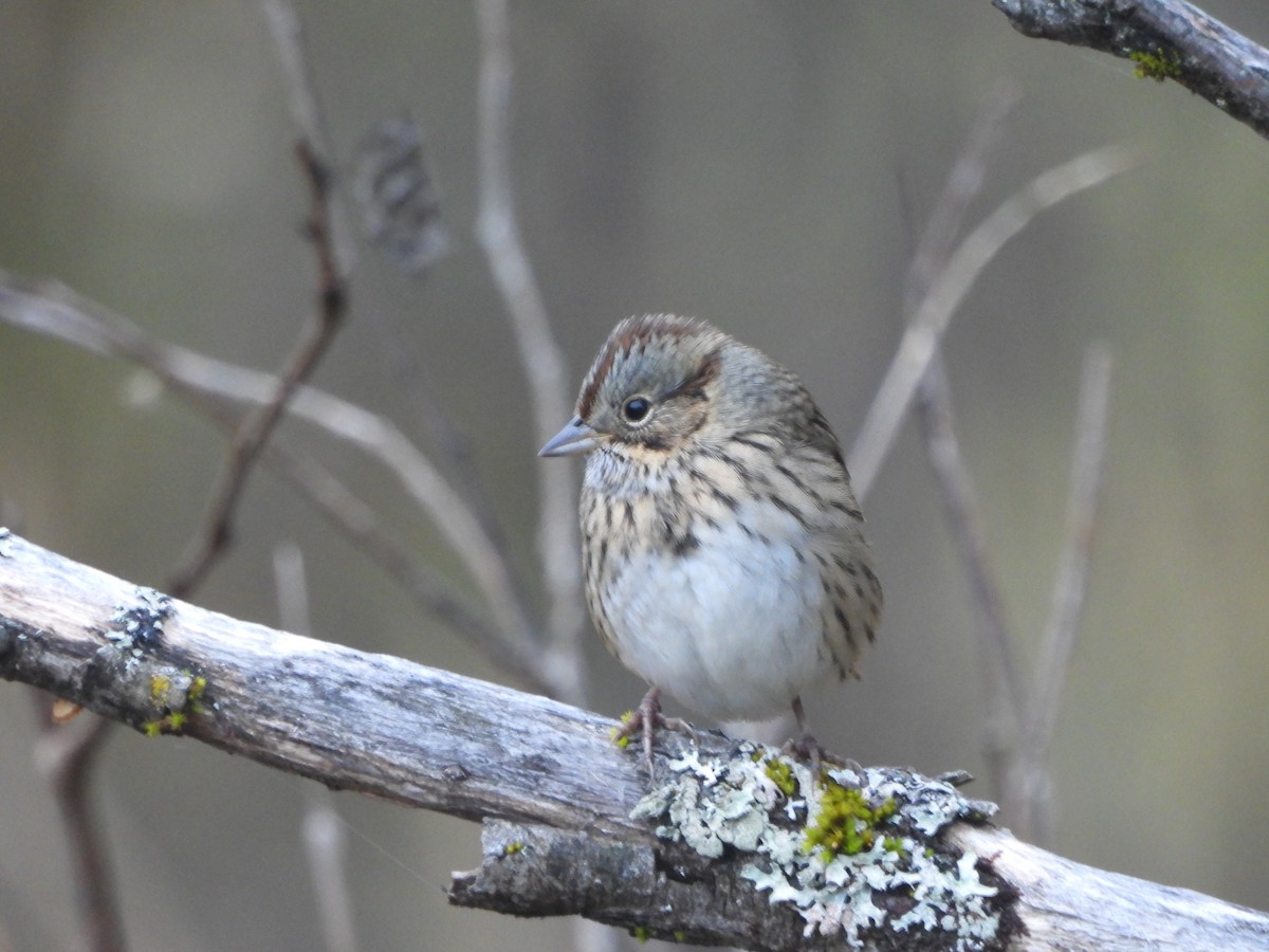 Lincoln's Sparrow - ML642815139