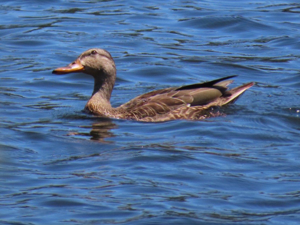 Зэрлэг нугас - ML642815156