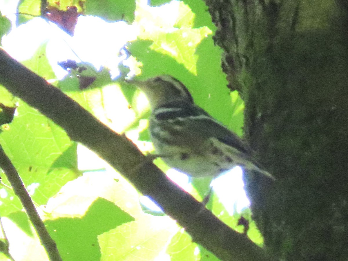 Black-and-white Warbler - ML642815167