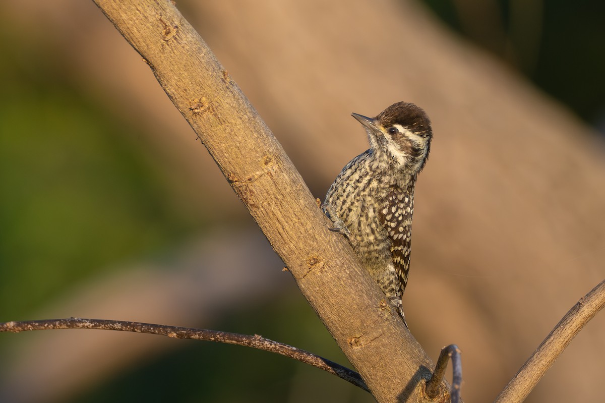 Checkered Woodpecker - ML642815176