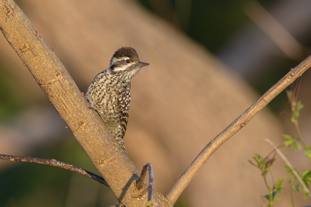Checkered Woodpecker - ML642815177