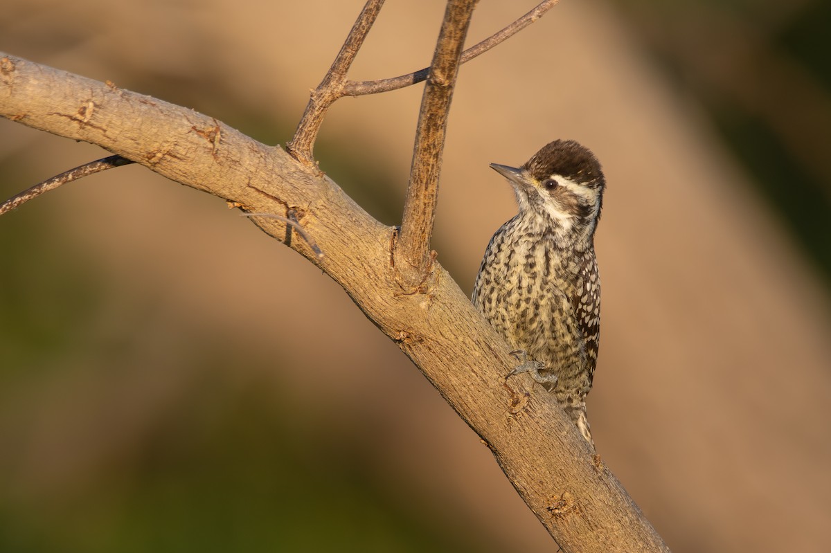 Checkered Woodpecker - ML642815178