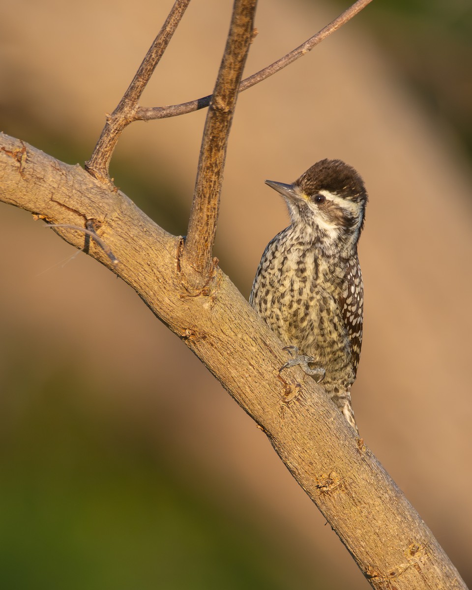 Checkered Woodpecker - ML642815179